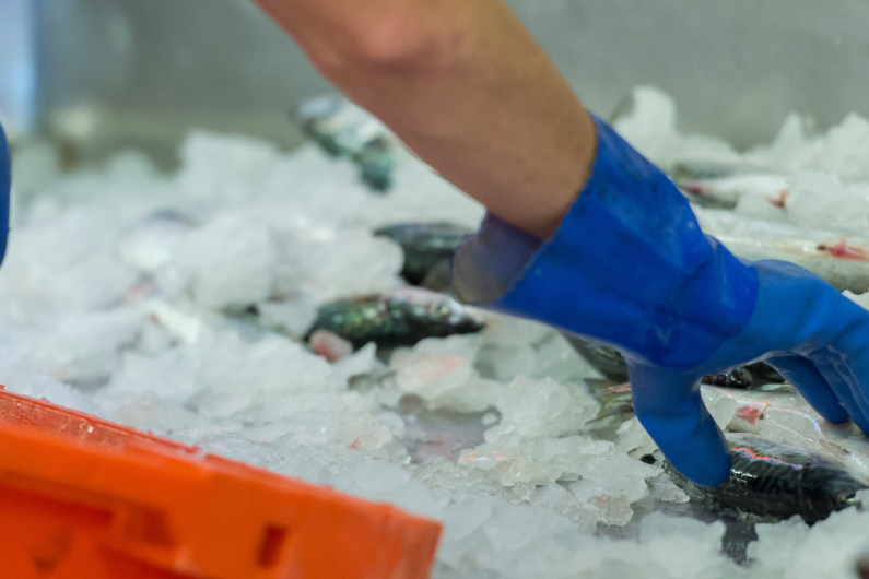 Person handling fish