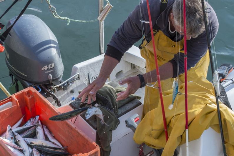 invest-news-fishing
